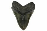 6.38" Fossil Megalodon Tooth - Massive Tooth - #131203-2